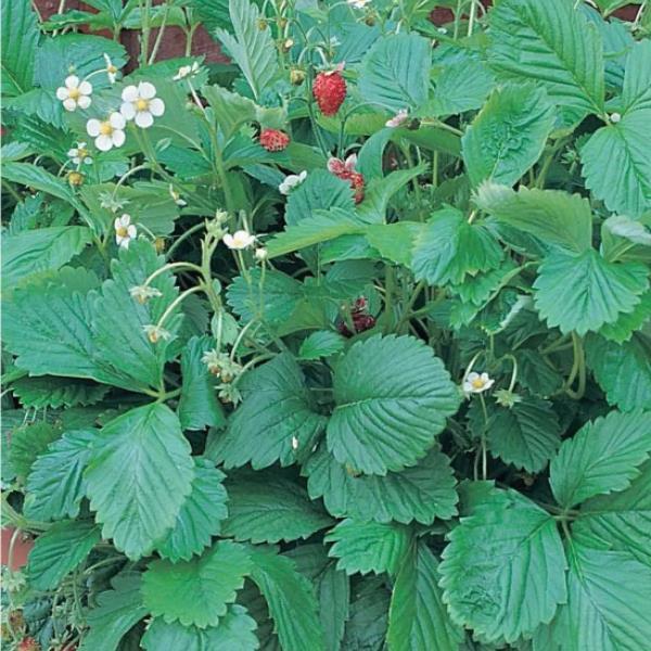 Strawberry Seeds Strawberry Mignonnette 1,000 Seeds