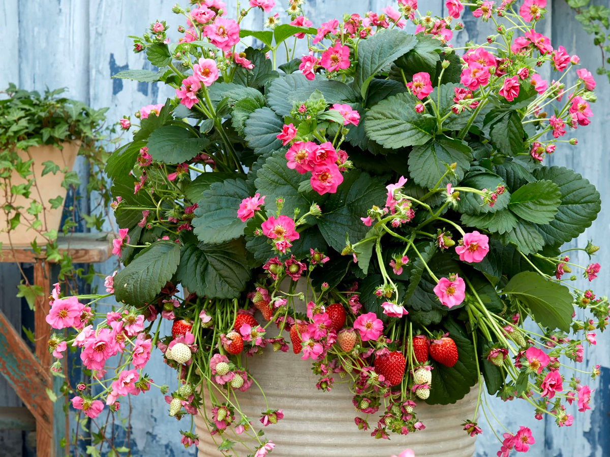 Strawberry Seeds Strawberry Summer Breeze Cherry Blossom