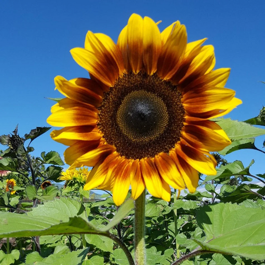 Sunflower Seeds Sunflower Pro Cut Bicolor DMR Cut Flowers