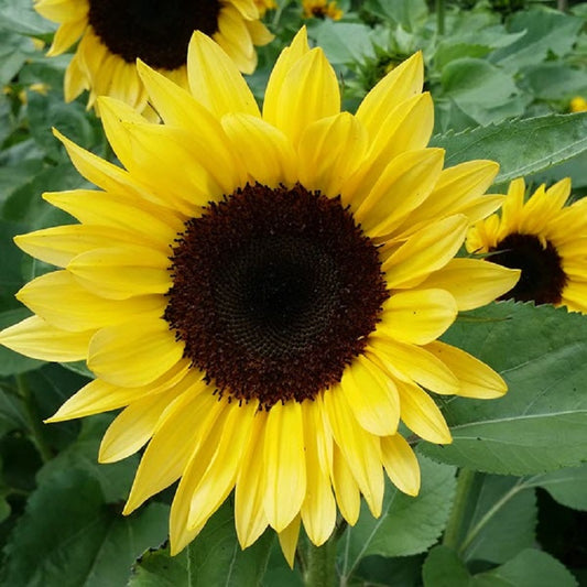 Sunflower Seeds Sunflower Pro Cut Brilliance Cut Flowers