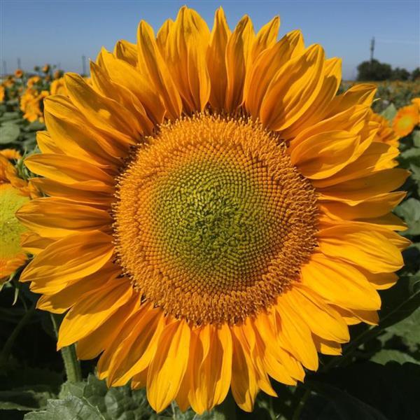 Sunflower Seeds Sunflower Pro Cut Gold Lite DMR Cut Flowers