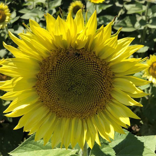 Sunflower Seeds Sunflower Pro Cut Lemon Cut Flowers