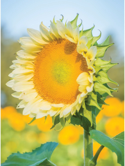 Sunflower Seeds Sunflower Pro Cut Lite White Cut Flowers