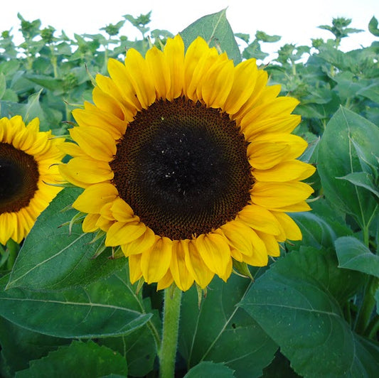 Sunflower Seeds Sunflower Pro Cut Orange Cut Flowers