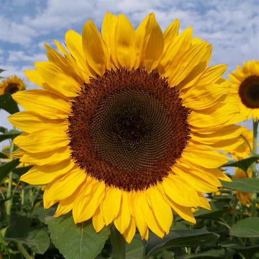 Sunflower Seeds Sunflower Pro Cut Orange DMR Cut Flowers