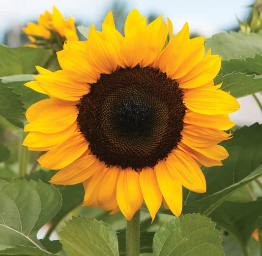 Sunflower Seeds Sunflower Pro Cut Orange Excel Cut Flowers