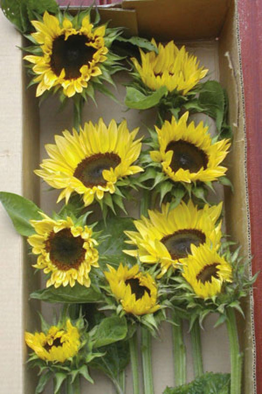 Sunflower Seeds Sunflower Pro Cut Peach Cut Flowers