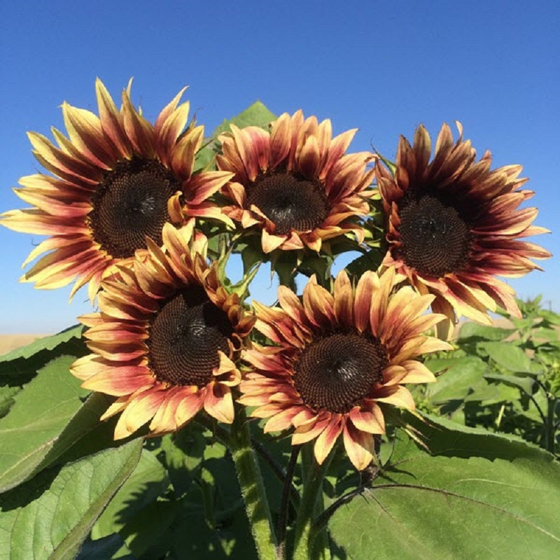 Sunflower Seeds Sunflower Pro Cut Plum Cut Flowers