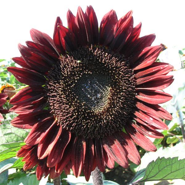 Sunflower Seeds Sunflower Pro Cut Red Cut Flowers