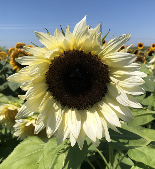 Sunflower Seeds Sunflower Pro Cut White Nite Cut Flowers