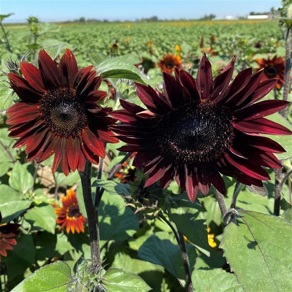 Sunflower Seeds Sunflower Rouge Royale Cut Flowers 1,000 Seeds