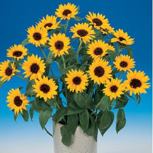 Sunflower Seeds Sunflower Sunbright 1,000 Seeds