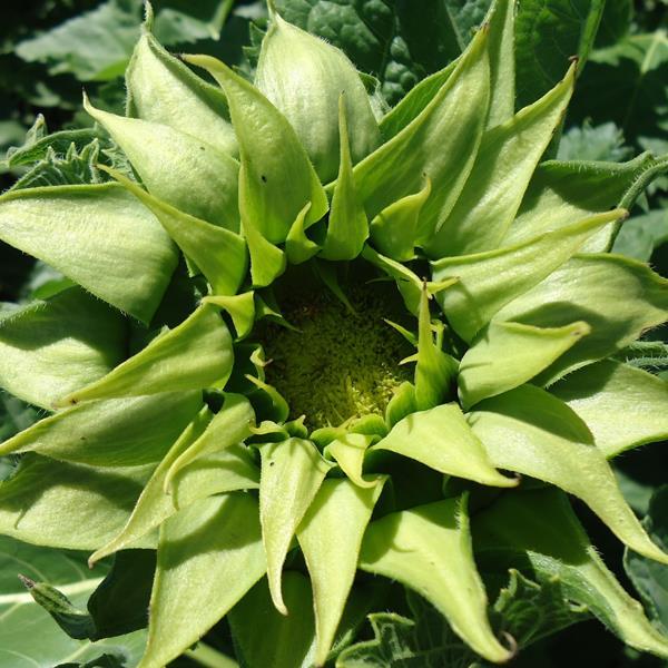 Sunflower Seeds Sunflower Sun-Fill Green 1,000 Seeds