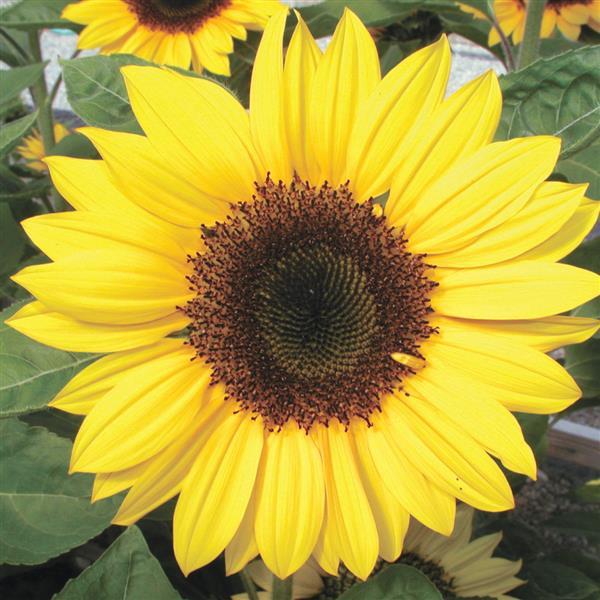 Sunflower Seeds Sunrich Lemon 1,000 Seeds Cut Flowers