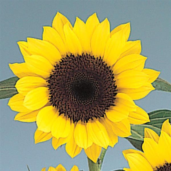 Sunflower Seeds Sunrich Lemon Summer 1,000 Seeds Cut Flowers