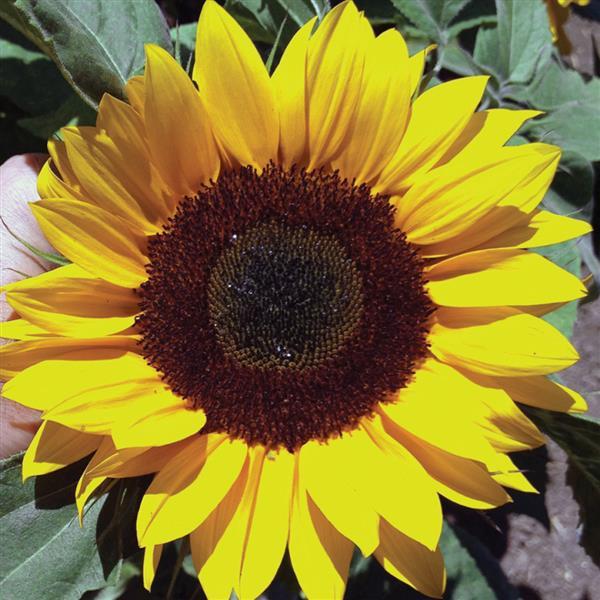 Sunflower Seeds Sunrich Orange 1,000 Seeds Cut Flowers