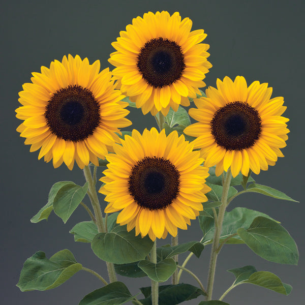 Sunflower Seeds Sunrich Orange Summer 1,000 Seeds Cut Flowers