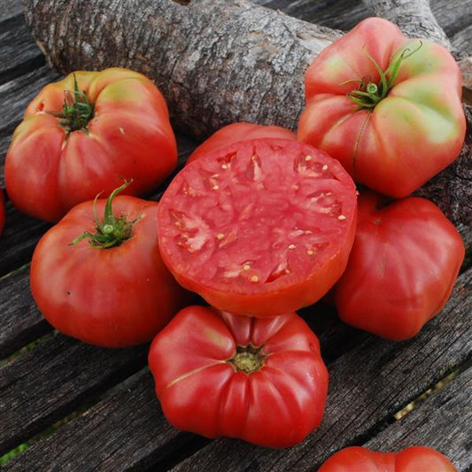 Tomato Seeds Tomato Henderson’s Pink Ponderosa Heirloom Tomato