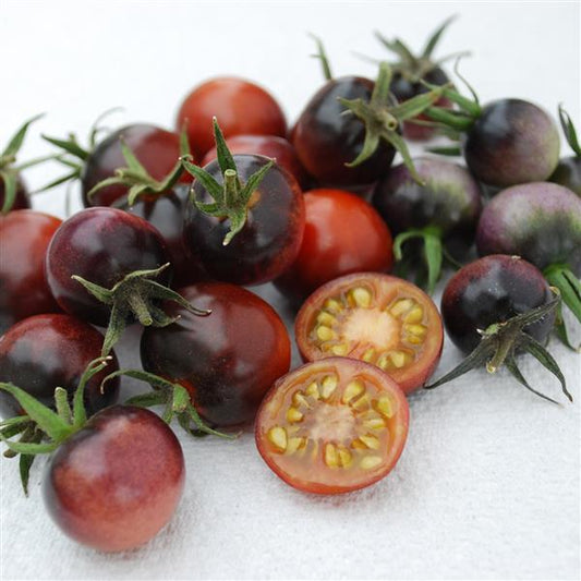 Tomato Seeds Tomato Indigo™ OP Blue Berries Cherry Tomato