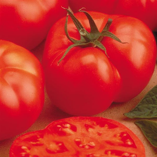 Tomato Seeds Beefmaster Tomato Tomatoes