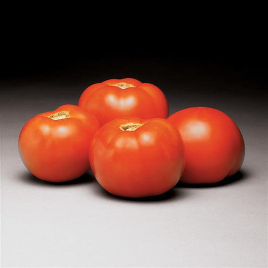 Tomato Seeds Better Bush Tomato Tomatoes 1,000 Seeds