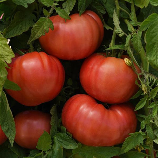 Tomato Seeds Blushing Star Hybrid