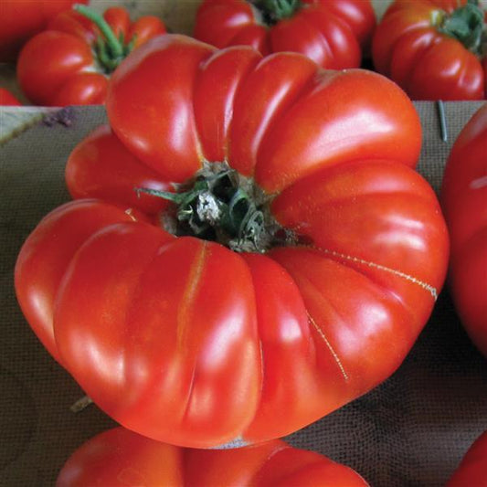 Tomato Seeds Buffalo Steak Hybrid