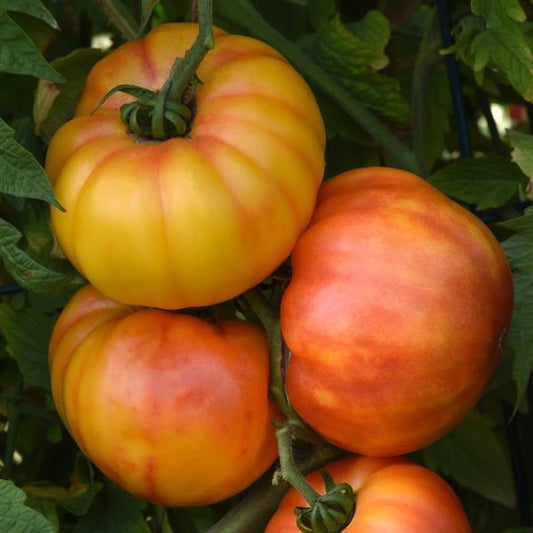 Tomato Seeds Buffalosun Hybrid Beefsteak Tomato