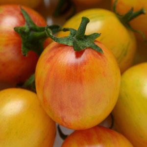 Tomato Seeds Bumble Bee Sunrise Organic Seeds