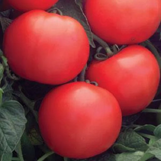 Tomato Seeds Tomato Champion II Bush