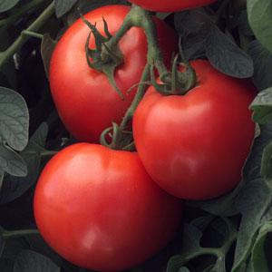 Tomato Seeds Tomato Bush Early Girl Hybrid