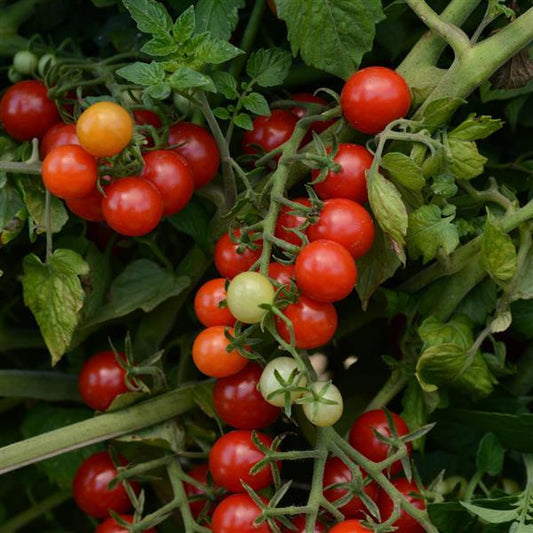 Tomato Seeds Tomato Candyland Red Currant Tomato