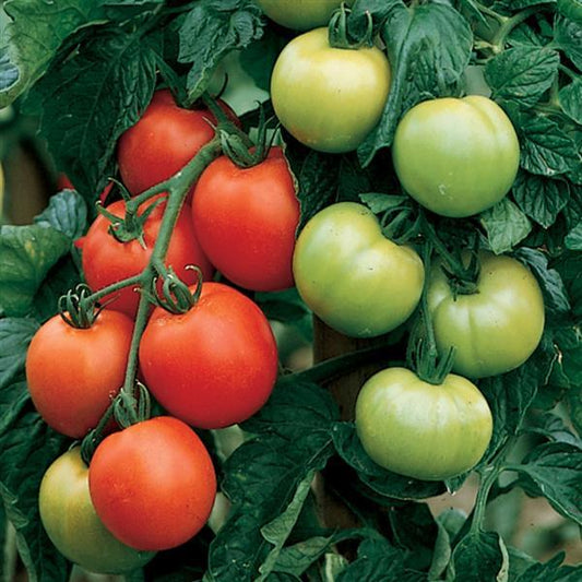 Tomato Seeds Tomato Carmello Hybrid