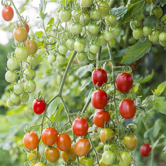 Tomato Seeds Tomato Celano Grape Tomato