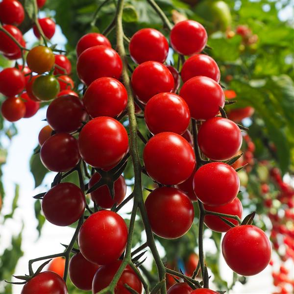 Tomato Seeds Tomato Crokini Hybrid