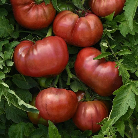 Tomato Seeds Tomato Darkstar Hybrid Tomato