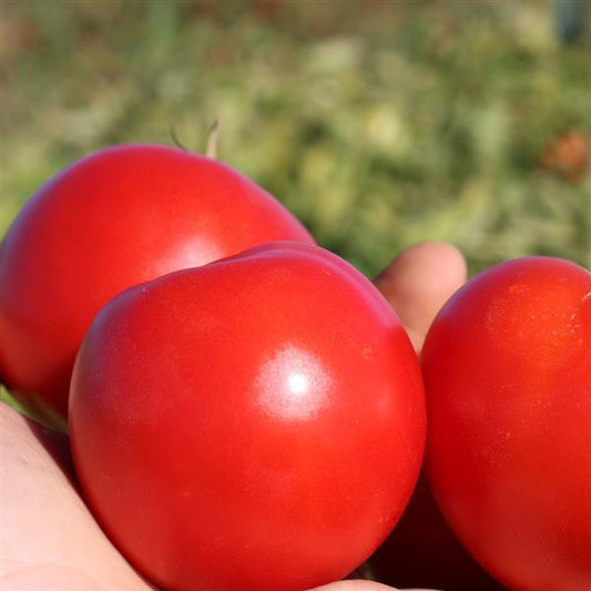 Tomato Seeds Tomato Early Girl Plus