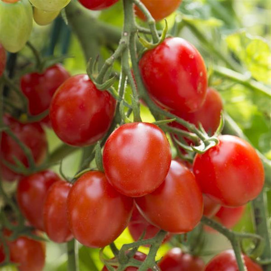 Tomato Seeds Tomato Fantastico Hybrid Tomato