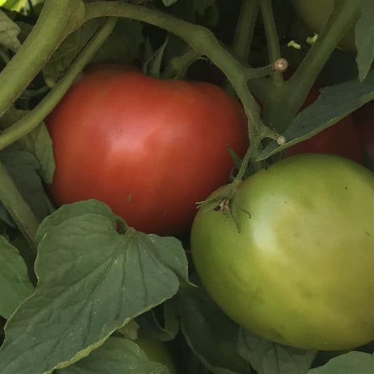 Tomato Seeds Tomato Galahad Organic Seeds