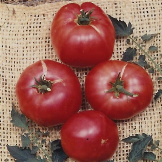 Tomato Seeds German Johnson Heirloom Tomato