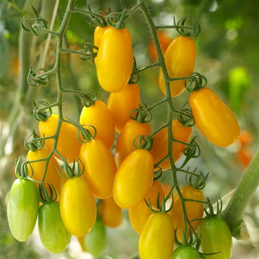 Tomato Seeds Gold Spark Yellow Grape Tomato