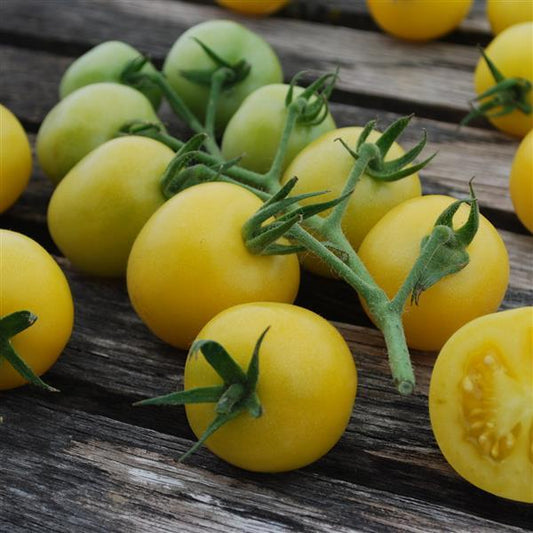 Tomato Seeds Hartman’s Yellow Gooseberry