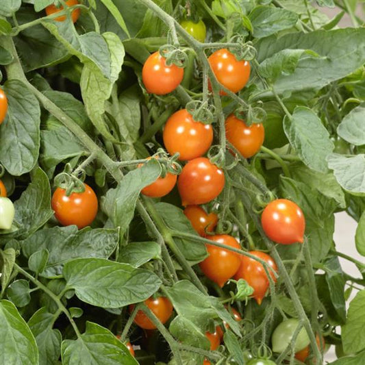 Tomato Seeds Tomato Heartbreakers™ Vallery Orange F1