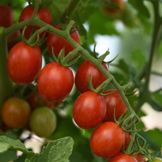 Tomato Seeds Tomato Helix Cherry Tomato