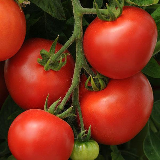 Tomato Seeds Tomato Homeslice Determinate Tomato