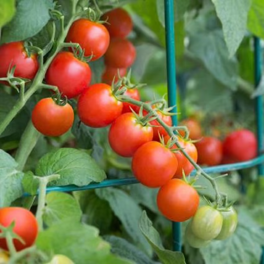 Tomato Seeds Tomato Husky Cherry Tomato