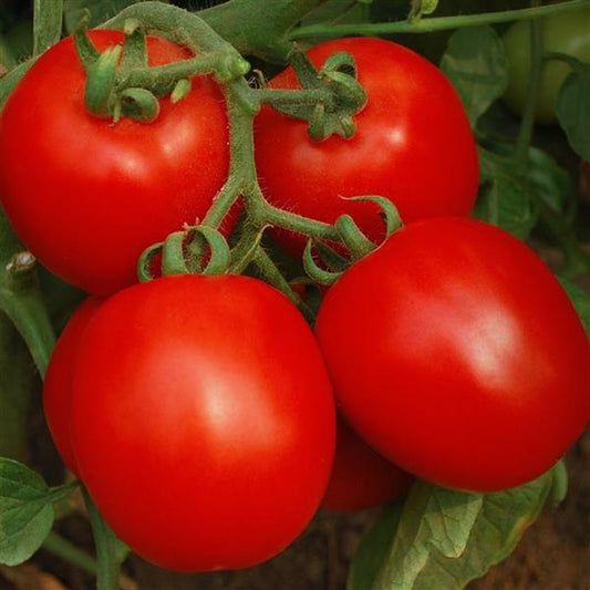 Tomato Seeds Tomato Invincible Paste Tomato