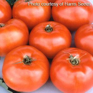 Tomato Seeds Tomato Jet Star F1 Hybrid