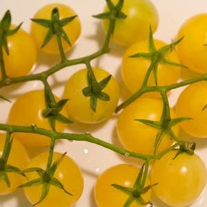 Tomato Seeds Lemon Cherry Tomato Hybrid