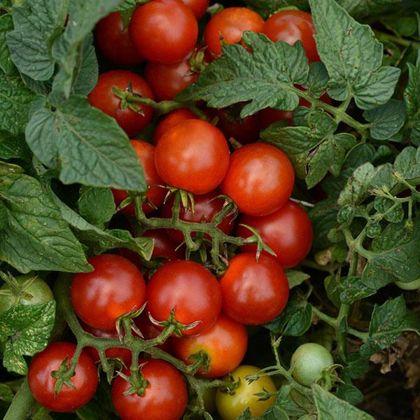 Tomato Seeds Little Bing Cherry Tomato